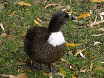 duck1106