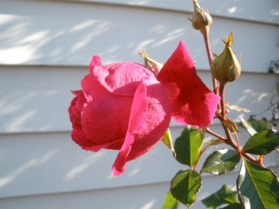 rose1117