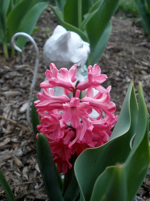 hyacinth