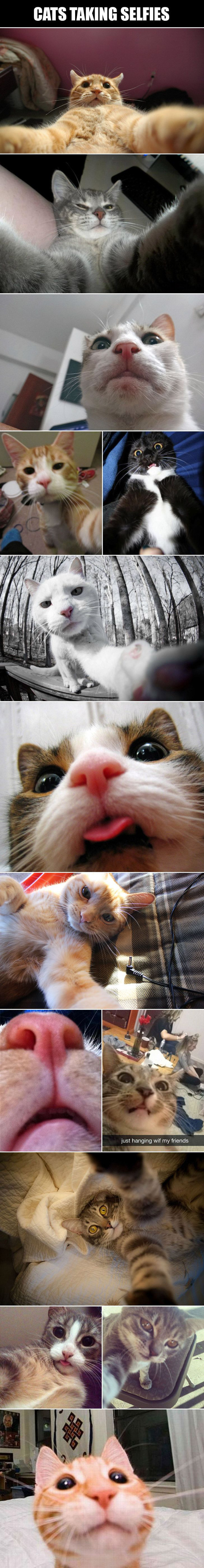 if-cats-took-selfies-2_e