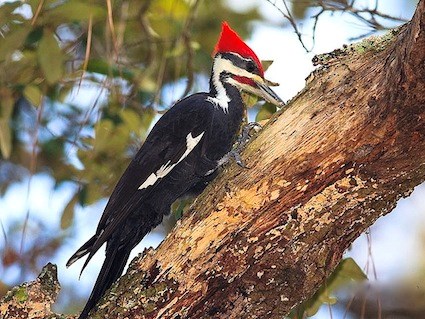 pileated